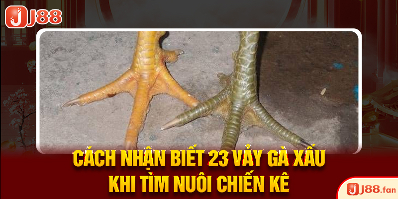23 Vảy Gà Xấu Khiến Nhiều Kê Thủ Phải Lắc Đầu Bỏ Qua 2 Cách nhận biết 23 vảy gà xấu khi tìm nuôi chiến kê
